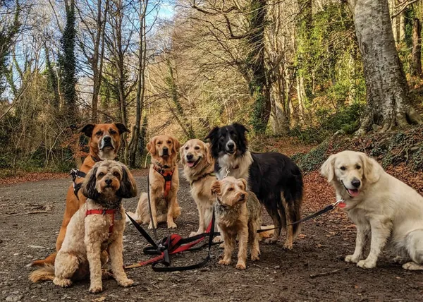 Las felicidades cotidianas de un paseador de perros en Dublín: The Dogfather irlandés