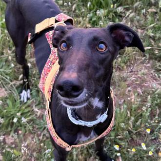 OJO si paseáis por Alovera: la protectora APAP Alcalá pide …