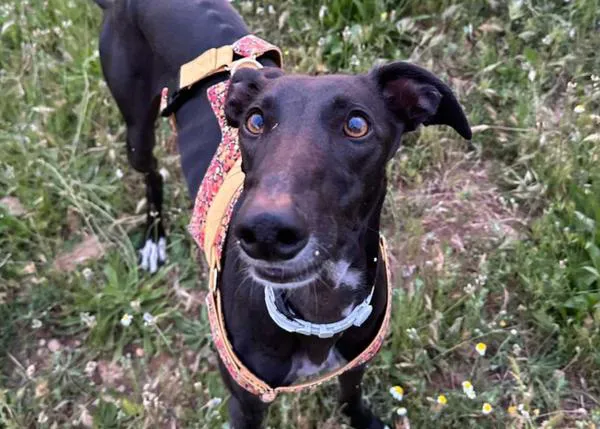 OJO si paseáis por Alovera: la protectora APAP Alcalá pide máxima prudencia, una perra ha muerto envenenada