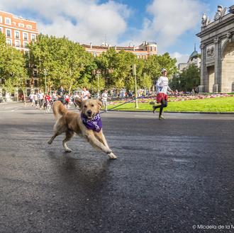 Perrotón 2013: las fotos de la carrera más solidariamente divertida