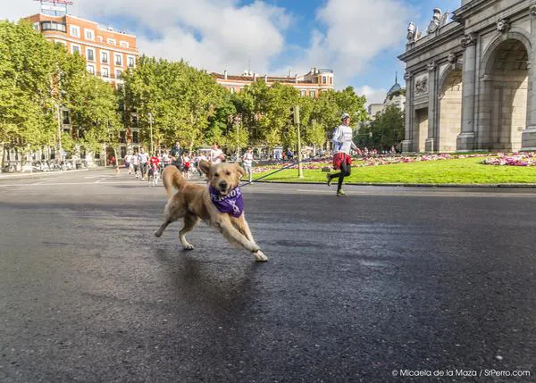 Perrotón 2013: las fotos de la carrera más solidariamente divertida