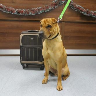 Kai, el perro abandonado en la estación, ayudará ahora a …