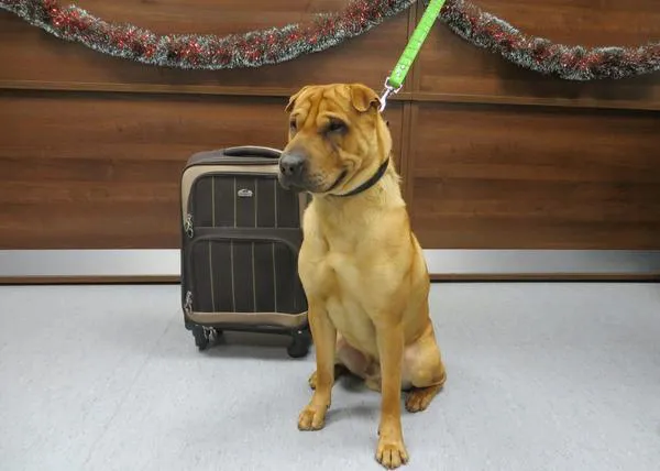 Kai, el perro abandonado en la estación, ayudará ahora a muchos otros canes
