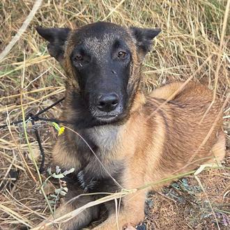 Encuentran un criadero ilegal de Malinois en Figueres y rescatan …