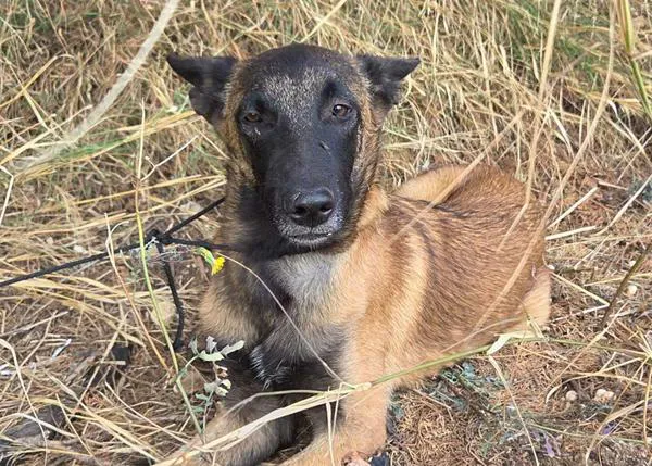 Encuentran un criadero ilegal de Malinois en Figueres y rescatan a cuatro perros: mientras haya demanda... habrá lugares así