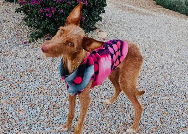 Una podenca abandonada porque estaba paralítica vuelve a andar y es adoptada gracias a Galgos del Sol