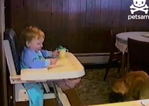 Perros y bebés, ese gran binomio... 