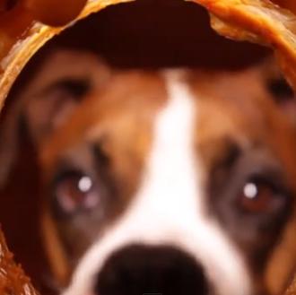 Felicidades perrunas: un can zampándose un tarro de mantequilla de …