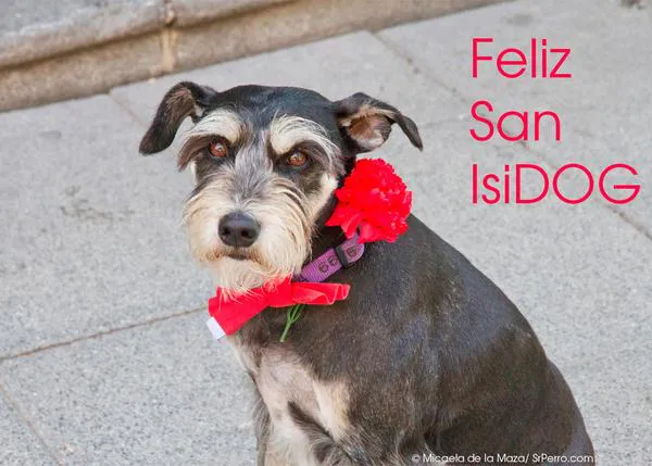 San IsiDOG o San Isidro con perro en Madrid