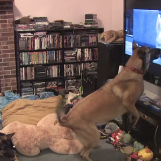 Perros cinéfilos: sí, también ellos tienen sus programas favoritos en …