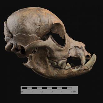 Hace más de 2.000 años los romanos ya tenían …