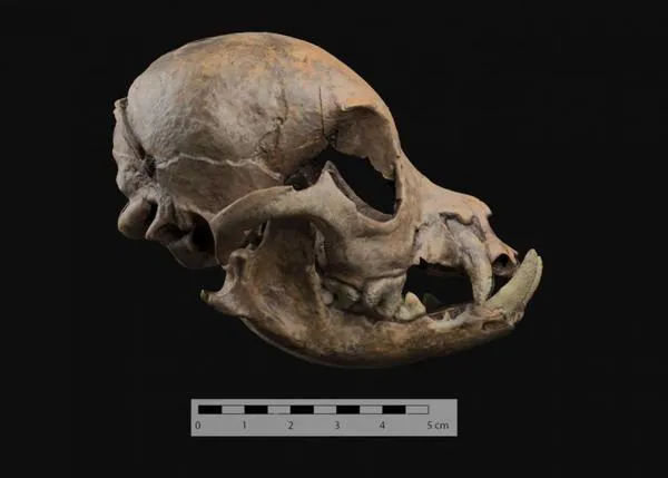 Hace más de 2.000 años los romanos ya tenían perros miniatura como animales de compañía