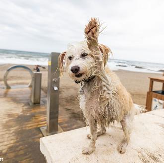 Los perros pueden acceder a cualquier establecimiento público en Fuengirola …
