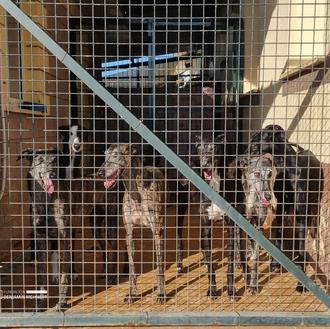 27 galgos rescatados en 3 días: así es el comienzo …