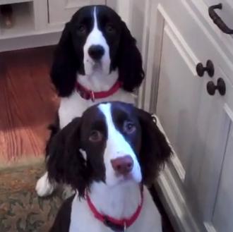 Humanos sin complejos y perros extra felices