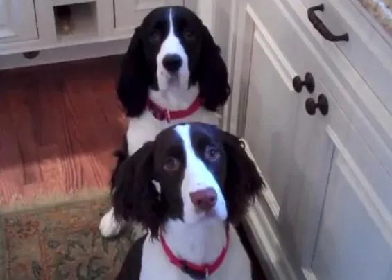 Humanos sin complejos y perros extra felices