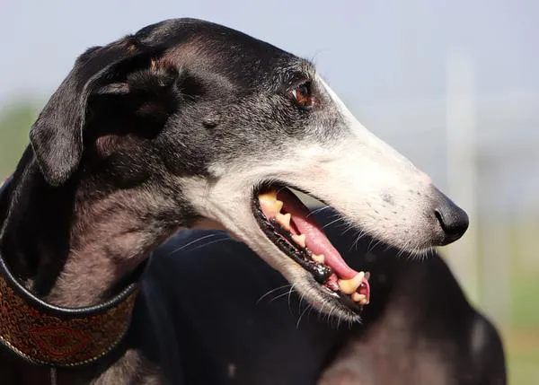 La desnutrición no implica necesariamente un menoscabo grave para la salud canina, sentencia el Tribunal Supremo