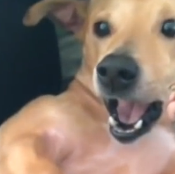 Un estornudo perruno... con mucho estilo