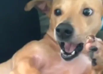 Un estornudo perruno... con mucho estilo