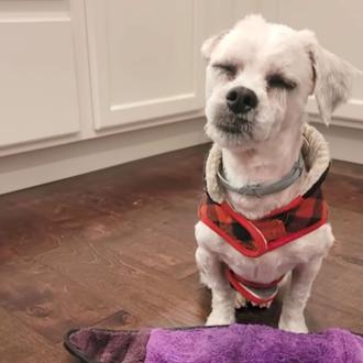 Un policía mató a tiros a un mestizo de Shih …