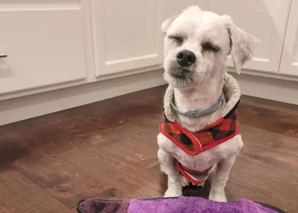 Un policía mató a tiros a un mestizo de Shih Tzu ciego y sordo: un año después, han indemnizado a su familia con 500.000 dólares