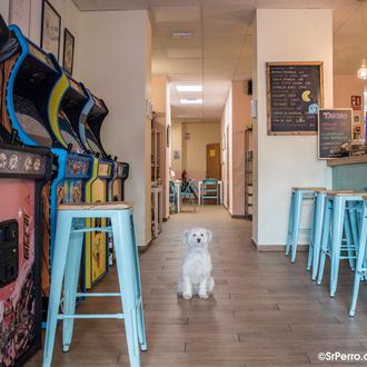 Planazo perrunamente solidario en Sevilla: Mercadillo, Photocan, juegos de mesa …
