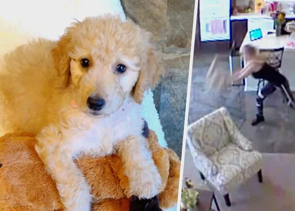 Gracias a una cámara de seguridad casera ven a la canguro canino maltratar a su cachorro