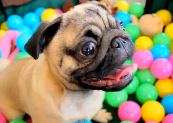 Todos los días son viernes por la tarde para este carlino