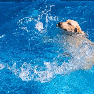 Citas acuáticas y solidarias a la vuelta del verano: perros …