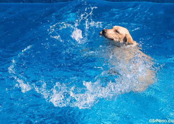 Citas acuáticas y solidarias a la vuelta del verano: perros al agua y jornadas para fomentar la adopción
