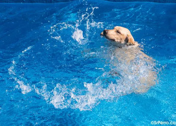 Citas acuáticas y solidarias a la vuelta del verano: perros al agua y jornadas para fomentar la adopción