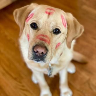 Las lecciones clave de Magnus, un guapo Labrador, para que …