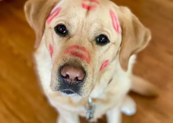 Las lecciones clave de Magnus, un guapo Labrador, para que todos seamos humanos pelín más felices