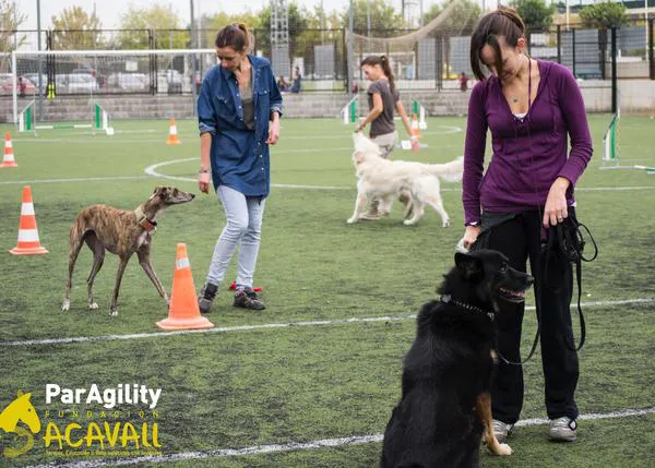 ParAgility: planazo inclusivo para humanos y perros en Valencia ¿te apuntas?