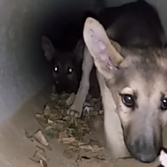 Voluntarios de AXLA rescatan a seis cachorros abandonados junto a …