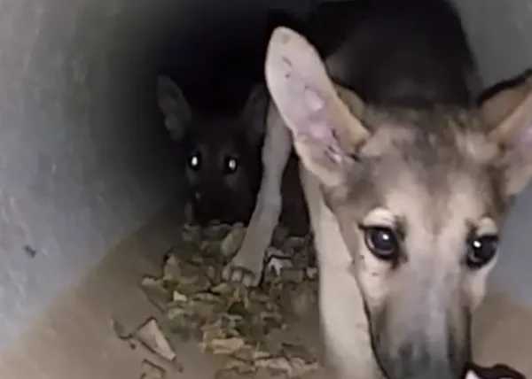 Voluntarios de AXLA rescatan a seis cachorros abandonados junto a la carretera