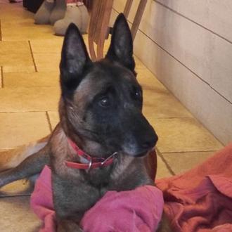 Tokyo, la perra que iba a ser sacrificada por orden …