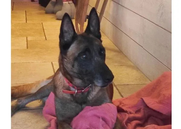 Tokyo, la perra que iba a ser sacrificada por orden del Ayuntamiento de Roanne tras morder a un ciclista, irá a un santuario