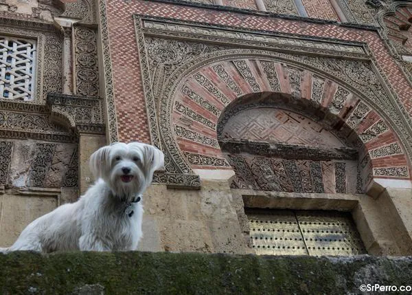 Breaking news para el sector turístico en España: hay que pensar más en los perros
