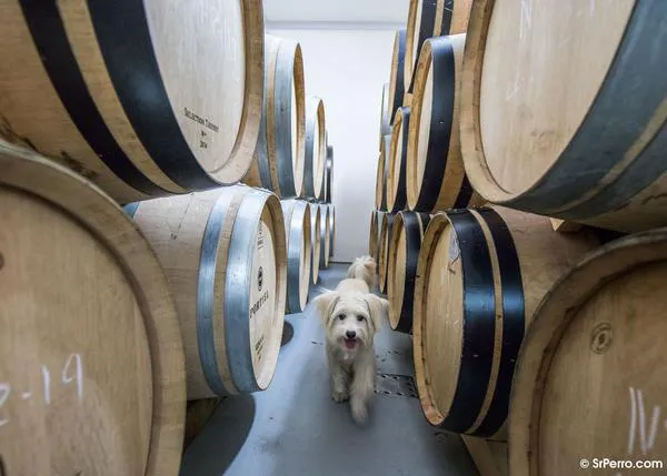 ¿Enoturismo con perro? Yes we CAN: descubre bodegas y bares de vinos dog friendly