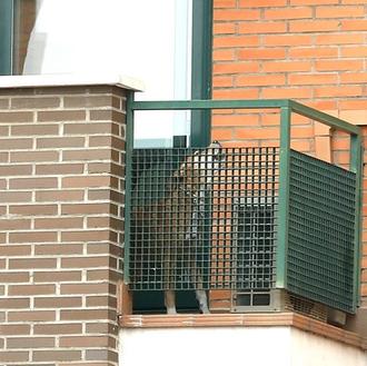 Excalibur sigue vivo y todos pendientes de su destino