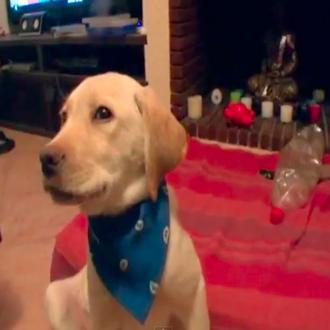 Vídeos perrunos anti stress: los dormilones