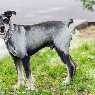¿Cómo saber si tu perro necesita perder peso? La obesidad …