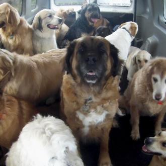 El autobús de los perros que van felices a su …