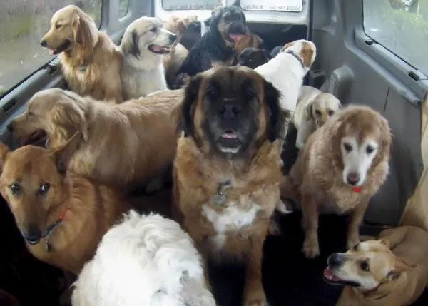 El autobús de los perros que van felices a su 