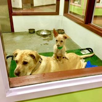 Bonnie y Clyde: amigos inseparables y residentes en una protectora …