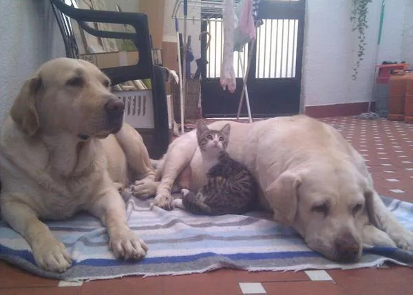 Piden 7 años de cárcel para una pareja ¡por los presuntos ladridos de sus labradores!