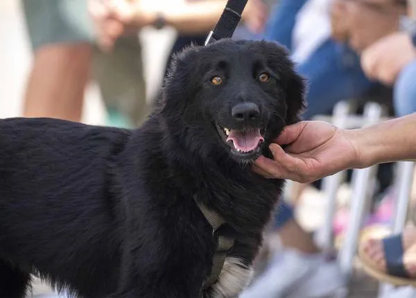 La Generalitat de Valencia refuerza ahora la ayuda urgente para los animales afectados por la DANA
