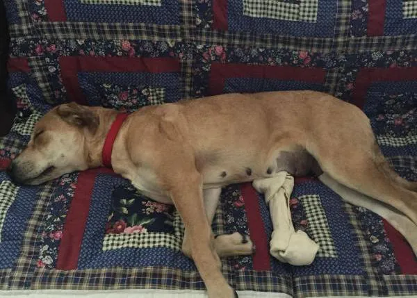 De la tristeza a la alegría en un sólo día: dos fotos de una perra recién adoptada