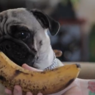 El Carlino más gourmet